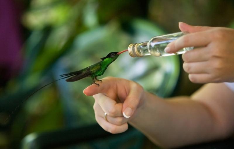 www.andreev.org kolibri